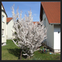2014-03-26_Prunus_kurilensis.jpg