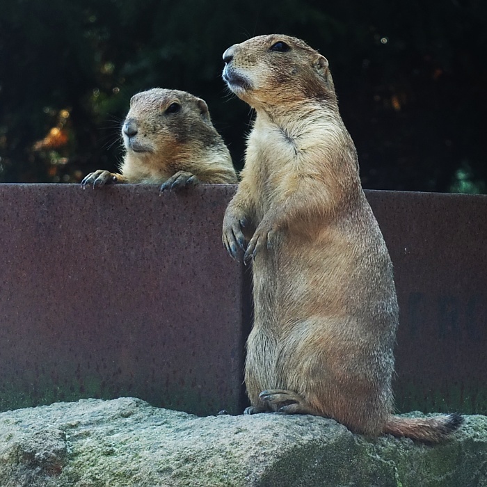 Erdmännchen im Zoo in Hannover
