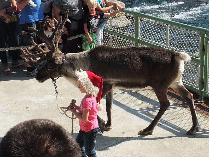 Ein Rentier im Zoo in Hannover
