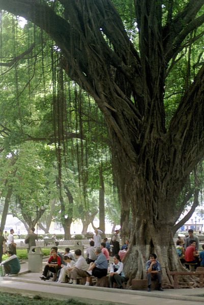 Baum im kleinen Park