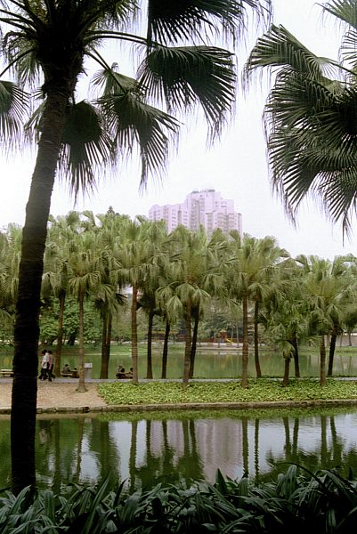 Palmen und Teich im Park