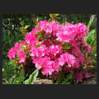 2011-05_Rhododendron_obtusum_Kermesina_1.jpg