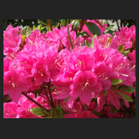 2011-05_Rhododendron_obtusum_Kermesina_2.jpg