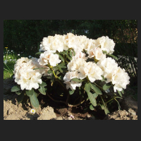 2011-05_Rhododendron_yakushimanum_Schneekissen.jpg