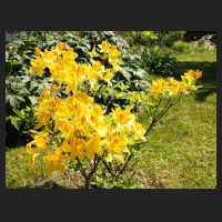 2015-05-22_Rhododendron_luteum_Goldpracht_1.jpg