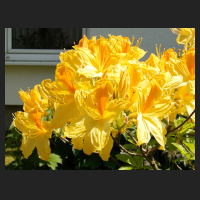 2015-05-22_Rhododendron_luteum_Goldpracht_2.jpg