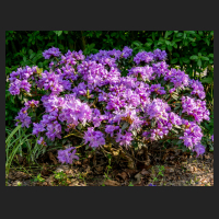 2016-05-10_Rhododendron_impeditum_Blumiria.jpg