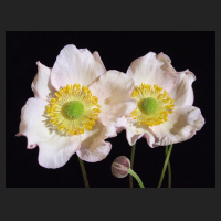 2013-09-07_Anemone_tomentosa_Robustissima_1.jpg