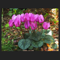 2014-09-28_Cyclamen_purpurascens.jpg