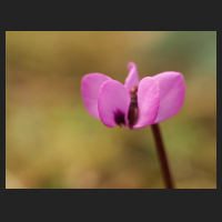 2015-02-25_Cyclamen_coum_pink_2.jpg