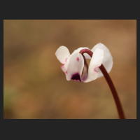 2015-02-25_Cyclamen_coum_weiss.jpg