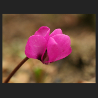 2015-03-24_Cyclamen_coum_dunkel_pink.jpg