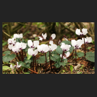 2015-03-24_Cyclamen_coum_weiss.jpg