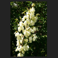 2016-06-29_Yucca_filamentosa_01.jpg