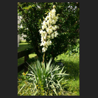 2016-06-29_Yucca_filamentosa_02.jpg