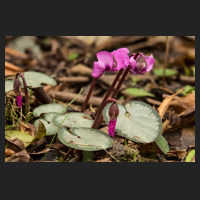 2018-01-30_Cyclamen_coum_Tilebarn_Elisabeth.jpg