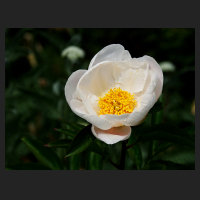 2022-05-19_Paeonia_Sturdust.jpg