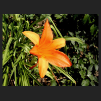 _Hemerocallis_Orangette.jpg