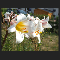 2009-07 Lilium regale 2.jpg