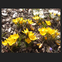 2013-04-01 Crocus chrysantus Sunkist.jpg