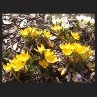 2013-04-01_Crocus_chrysantus_Sunkist.jpg