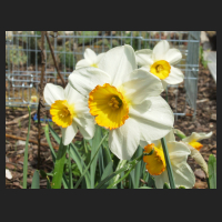 2013-04-28 Narcissus Flower Record.jpg