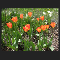 2013-04-28_Tulipa_fosteriana_Orange_Emperor_1.jpg