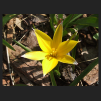 2013-04-29_Tulipa_urumiensis_1.jpg