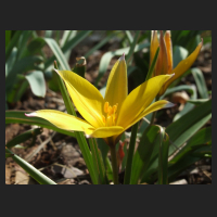 2013-04-29_Tulipa_urumiensis_2.jpg