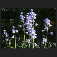 2013-05-21 Hyacinthoides hispanica Excelsior.jpg