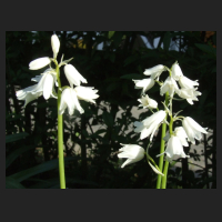 2013-05-21_Hyacinthoides_hispanica_White_Triumphator.jpg