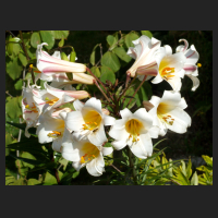 2013-07-16 Lilium regale.jpg