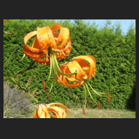 2013-08-01_Lilium_henryi_3.jpg