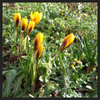 2014-02-09 Crocus chrysantus Sunkist.jpg