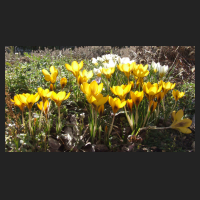 2014-02-20 Crocus chrysantus Sunkist 3.jpg