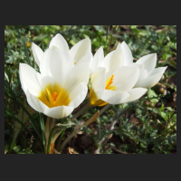 2014-02-20_Crocus_sieberi_Bowles_White.jpg