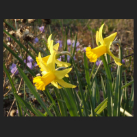 2014-03-14 Narcissus February Gold.jpg