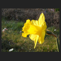 2014-03-14_Narcissus_obvallaris.jpg