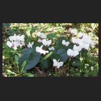 2014-03-20_Cyclamen_weiss.jpg