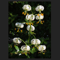 2014-06-18_Lilium_martagon_album_2.jpg