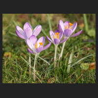 2015-03-07 Crocus tommasinianus.jpg