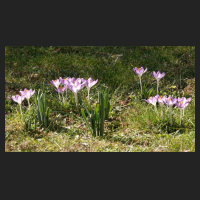 2015-03-08 Crocus tommasinianus 2.jpg