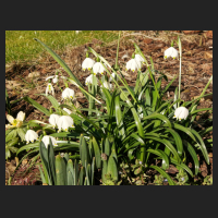 2015-03-08 Leucojum vernum.jpg