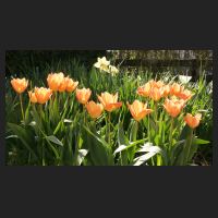 2015-04-15 Tulipa Orange Emperor 1.jpg