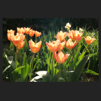 2015-04-15 Tulipa Orange Emperor 2.jpg