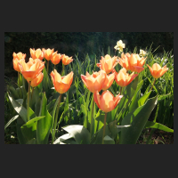 2015-04-15_Tulipa_Orange_Emperor_2.jpg