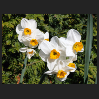 2015-04-19 Narcissus Geranium.jpg