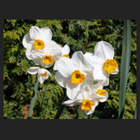 2015-04-19_Narcissus_Geranium.jpg