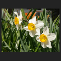 2015-04-21 Narcissus Flower Record 2.jpg