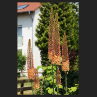 2015-06-12 Eremurus Cleopatra 1.jpg